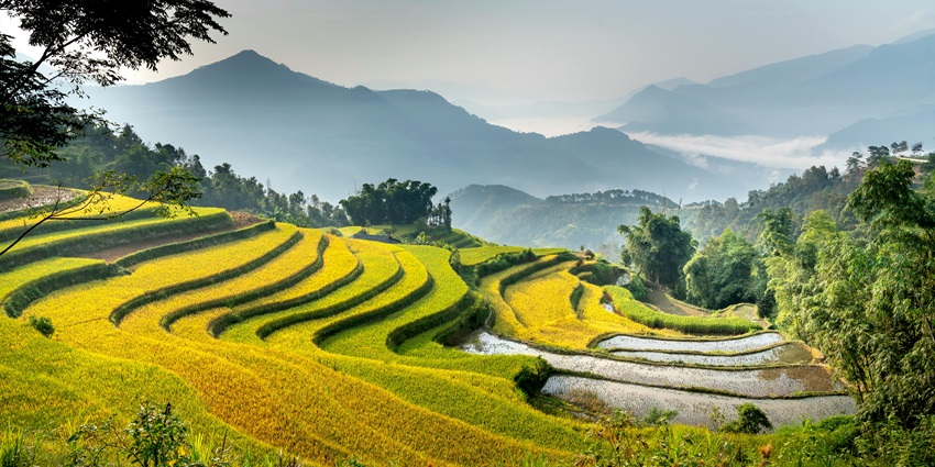 An image of a rice field, one of the places for romantic things to do in Hội An.