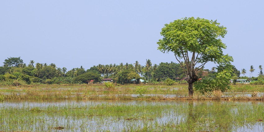 An image of a rice field, one of the places for romantic things to do in Hội An.