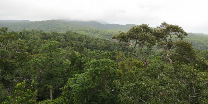 Step into the world’s oldest jungle, Daintree Rainforest, a lush paradise in Australia.