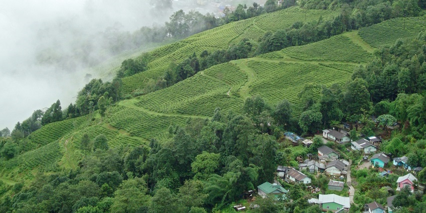 Tea plantation in Darjeeling — lush green tea bushes rolling across hilly terrain under soft daylight