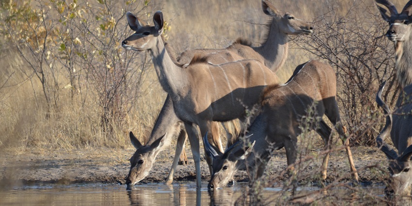 Herd of kudus drinking water from a small waterhole in the Central Kalahari game reserve