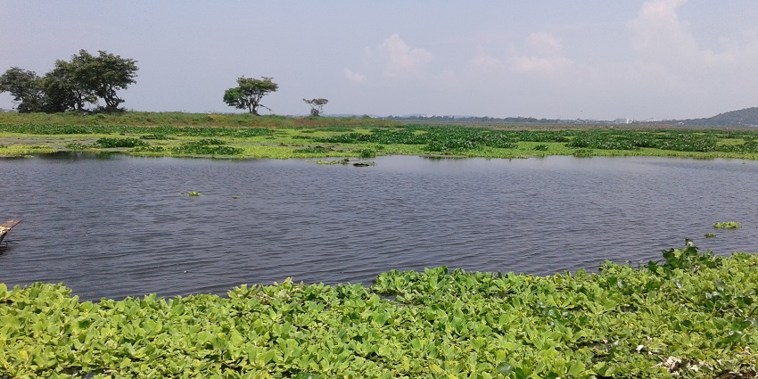 A view of the Deepor beel lake near fishing area on with lush green surrounding under blue sky