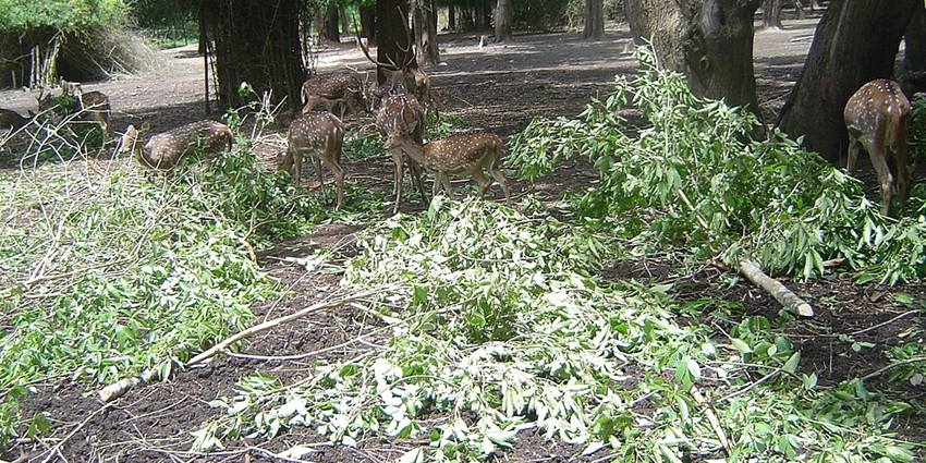 An image of several deer grazing on leafy branches in a forested area with abundant greenery, in the Deer Park Institute.