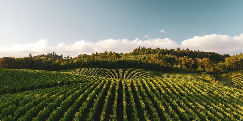 A glimpse of the verdant Deer Park Vineyard, an attraction near the Deer Park Museum.
