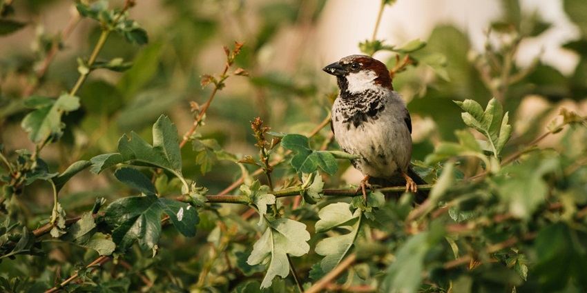 An image of a sparrow perched on a branch with brown head, white cheeks