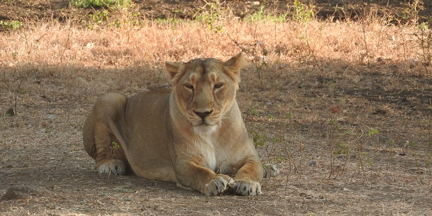 An image of a majestic Asiatic Lion in Devalia Safari Park in Gir National Forest Park.