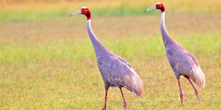 Sarus Cranes at Dhanauri Wetlands standing in a green field, showcasing their red heads