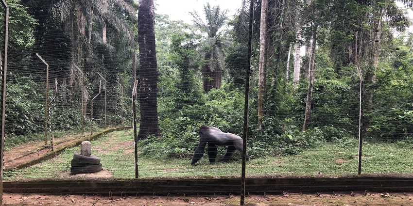 Experience up-close encounters with gorillas, chimpanzees, and other primates at Mefou National Park.
