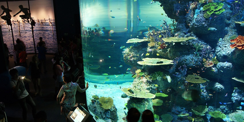 Admire vibrant marine ecosystems at the stunning Coral Garden in SEA Aquarium Singapore.