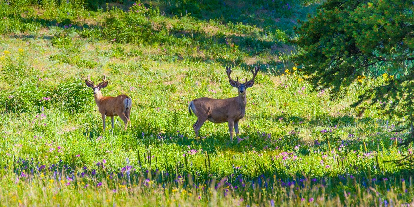 Image of deer at Mount Rainier Park around lush green grass field under blue sky