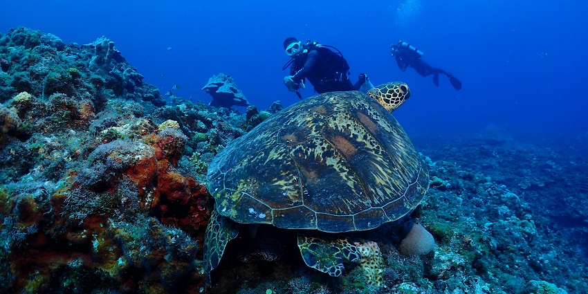Image of stunning underwater landscapes and diverse marine species on an exciting dive.
