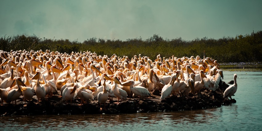 A vital wetland habitat for flamingos, pelicans, and over 400 bird species.