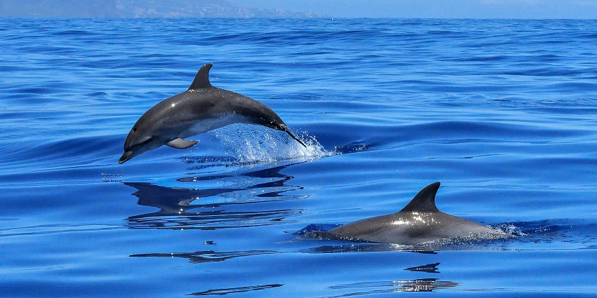 Two dolphins in a blue ocean, one leaping and another partially submerged in Jeffreys Bay.
