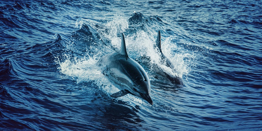 View of dolphins jumping in the water at the Weligama bay.