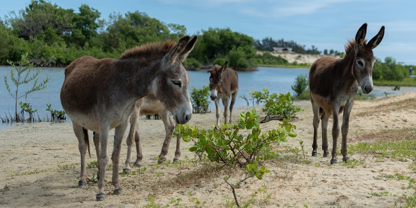 Two donkeys grazing peacefully on a grassy riverbank in Donkey Sanctuary, surrounded by natural greenery, one of the best places to visit in Antigua.