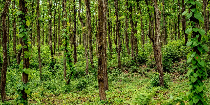 Image showing a jungle safari experience in Dooars, West Bengal, with dense forest views.