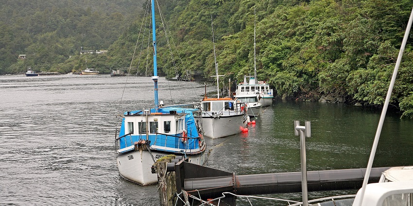 Doubtful Sound with a misty forest, a river reflecting light, bordered by green trees.