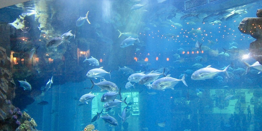 Dubai Aquarium & Underwater Zoo, UAE, sits inside the largest shopping mall in the world