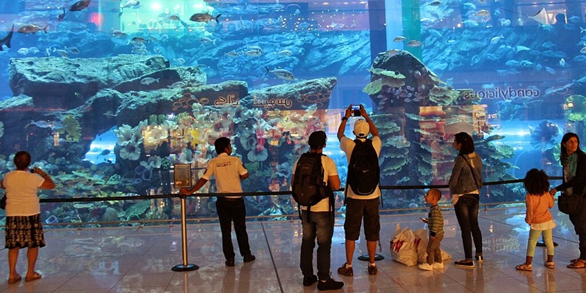 Explore marine wonders with sharks, rays, and exotic sea creatures.