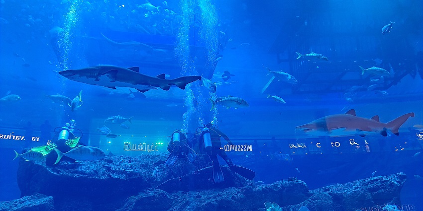 Witness marine life in an underwater tunnel at Dubai Aquarium and the Underwater Zoo.