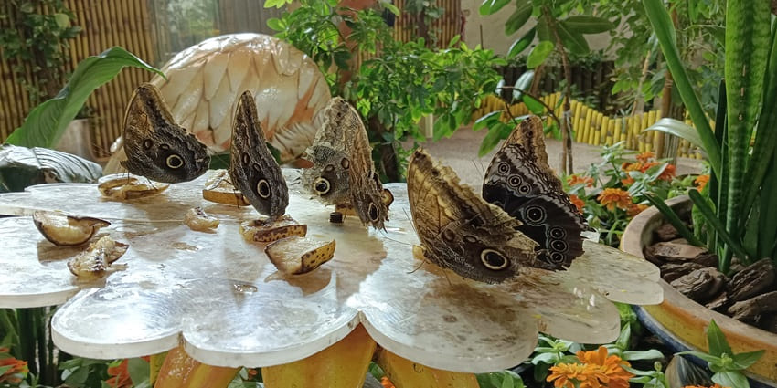 The Dubai Butterfly Garden is famous for housing thousands of butterflies in climate-controlled domes.