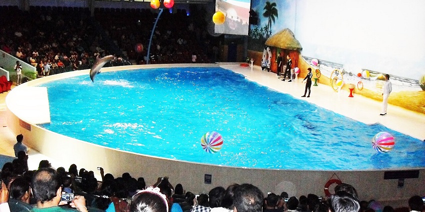 Watch incredible dolphin and seal performances at Dubai Dolphinarium.
