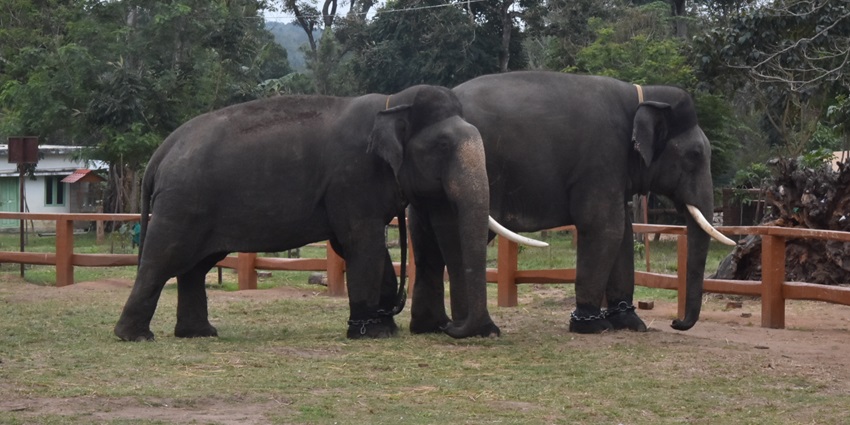 Elephants near Kaveri River close to Namdroling Nyingmapa Monastery in scenic Dubare Camp.
