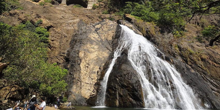 Witness the majestic beauty of Dudhsagar Waterfalls cascading through the forest.