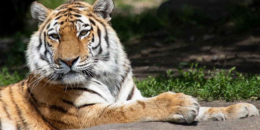 An image of a Siberian tiger in Durminskoye Forest Reserve, a famous wildlife sanctuary in the world