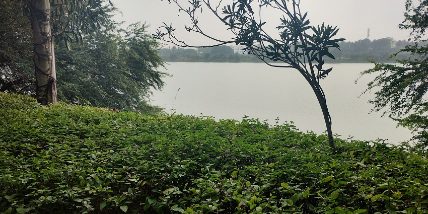 Lake with a still water body, bushes and greenery, and multiple buildings at a distance.