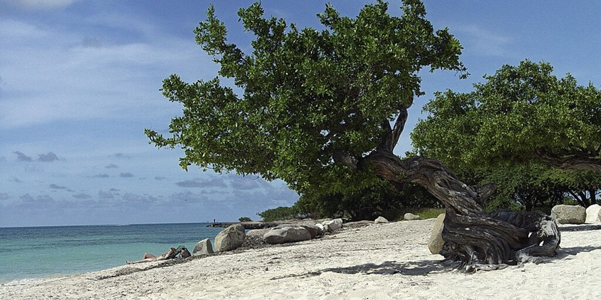Mangrove tree standing on Eagle Beach, Aruba, one of the Caribbean's most popular shores
