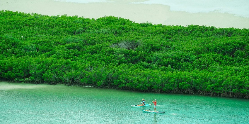 A man kayaking through the waters of Eastern Mangroves Promenade, surrounded by nature.