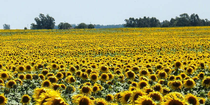 A sunflower field glowing under the sun, with bright yellow blooms swaying in the breeze.