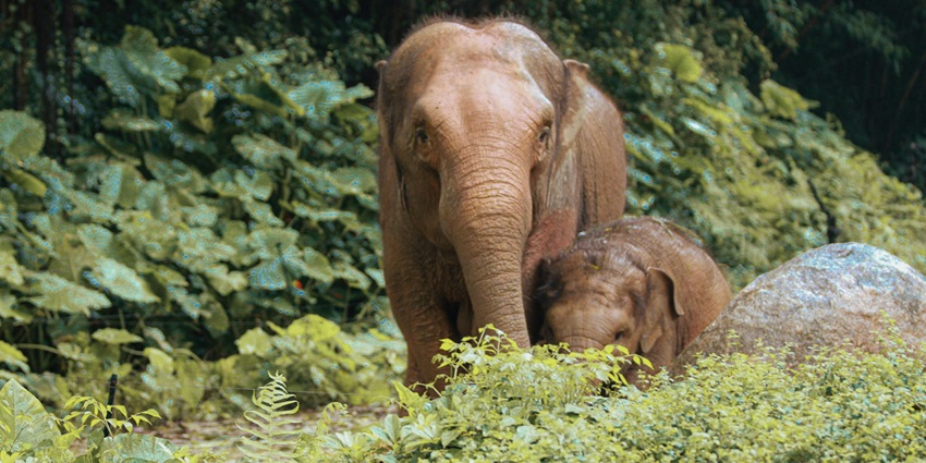 Elephants seen amidst nature at Elephant Jungle Sanctuary Phuket as they roam freely.