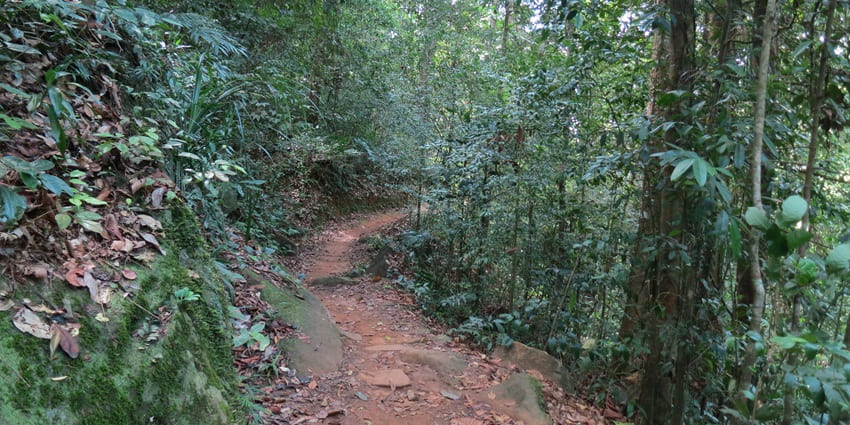 A view of the hiking trails at the Sinharaja Forest Reserve.