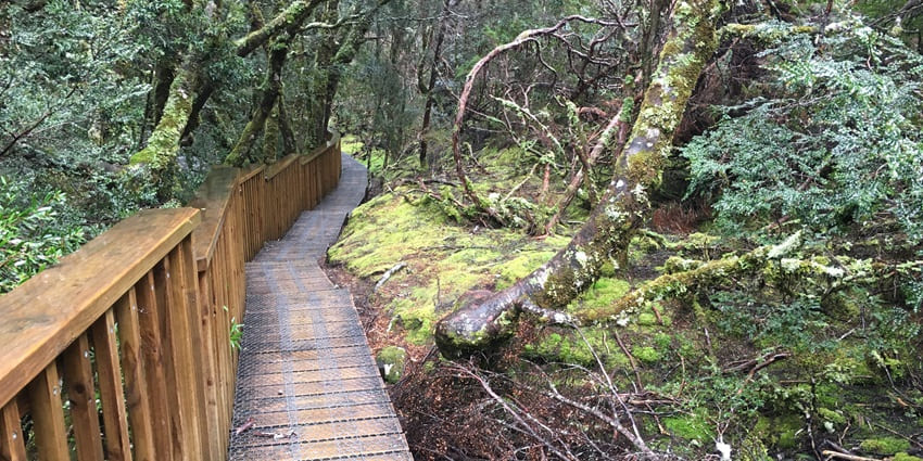 A picture of a wooden boardwalk along the Enchanted Walk, surrounded by moss-covered trees.