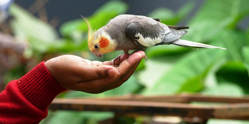 Get up close with exotic birds in an interactive encounter.