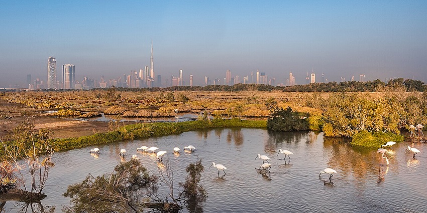 View of Ras Al Khor Wildlife Sanctuary with flamingos wading, and the Dubai skyline.