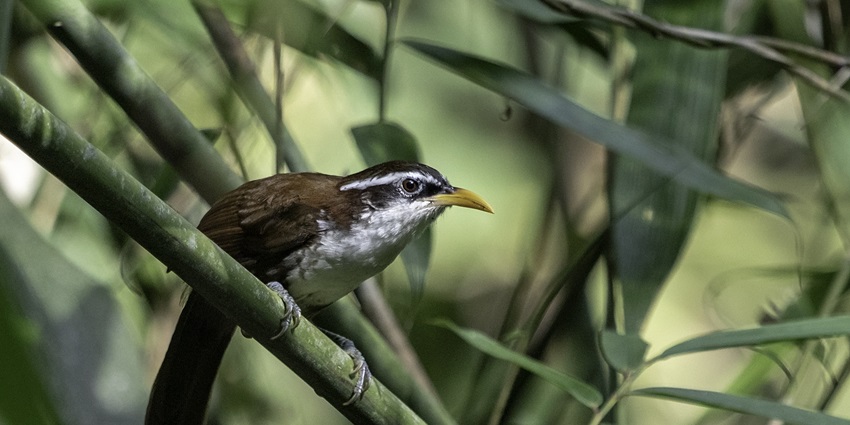 A view of the variety of birds found at the Sinharaja Forest Reserve.