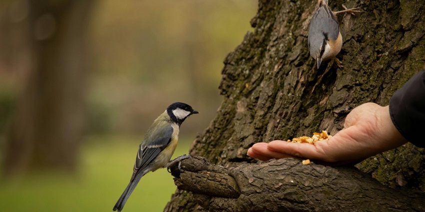 Two birds sitting on a tree trunk, being fed by a person with grains in his hand.