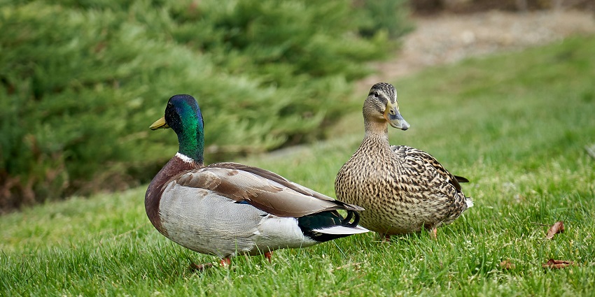 An image of two brown ducks standing on green grass, similar to Gurudongmar Lake In March
Viewers of this file can see comments and suggestions