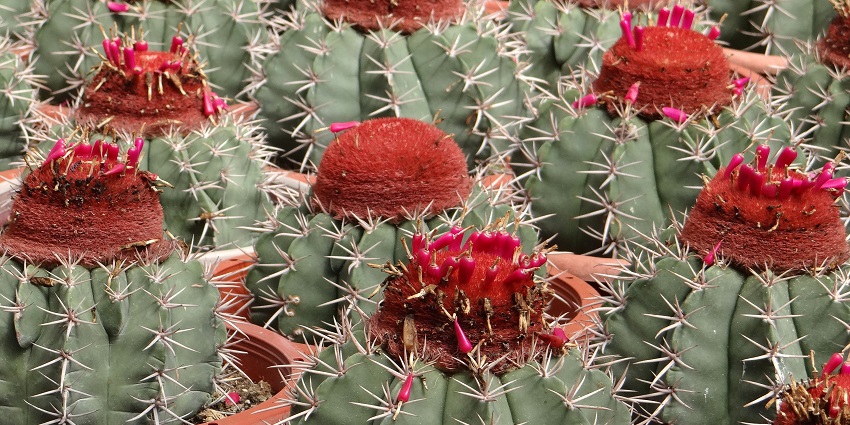 Cactus Valley is one of the best things to do in Cameron highlands.