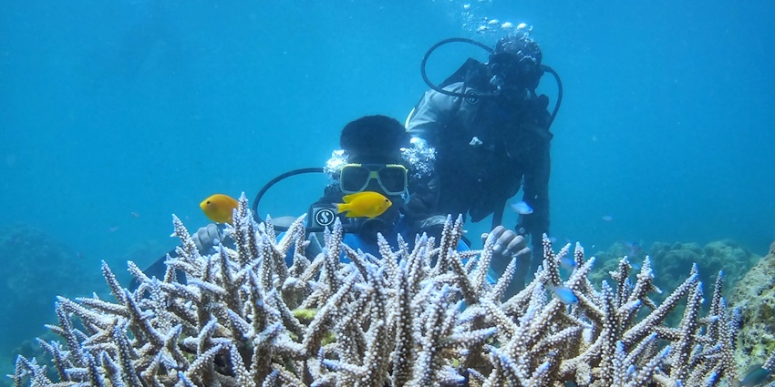 Dive into an underwater paradise with dramatic coral formations and abundant marine species.