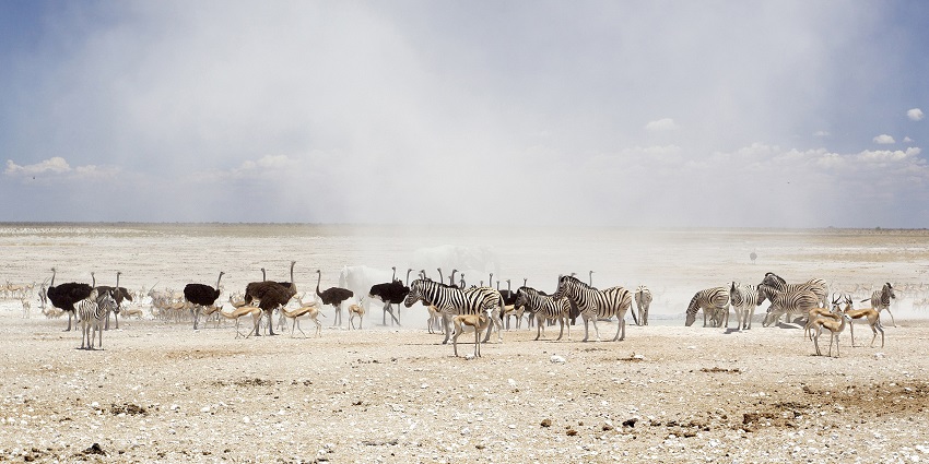 The best places to visit in Africa in October include Namibia’s vast wildlife haven.