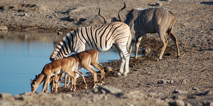 An image of Etosha National Park, Namibia, featuring a diverse array of wildlife gathered
