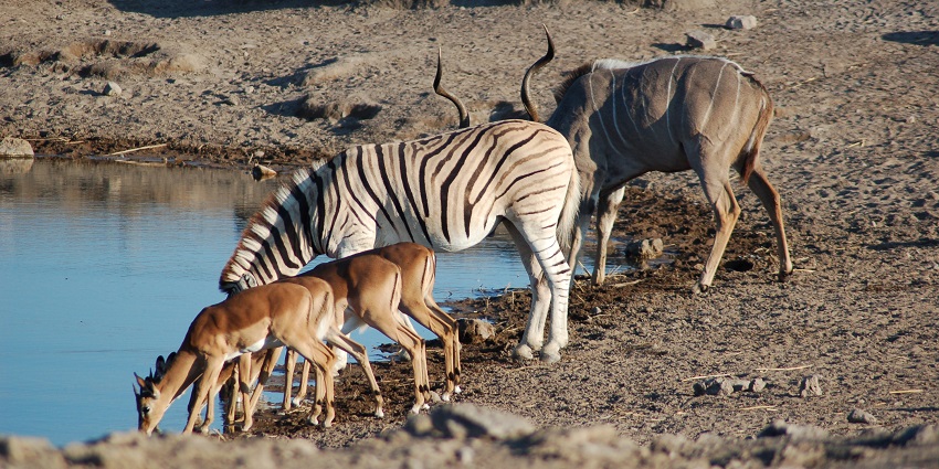Animals of various species drinking water at a spring in Etosha National Park, Namibia