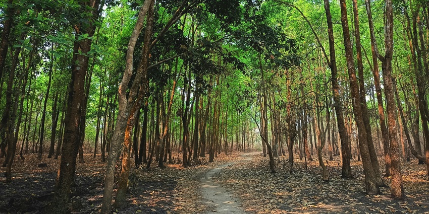 Cinnamon Plantation Ruins surrounded by green forest in a tropical jungle setting.