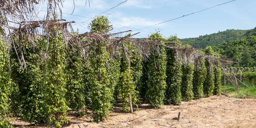 View of the Bo Tree Farm with climbing plants, supported by wooden poles and wires, amidst hilly scenery