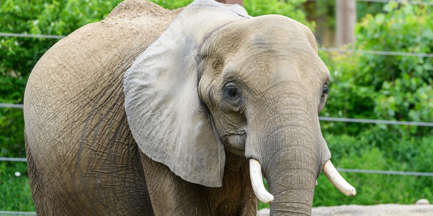 Elephants walking through Kulen Forest sanctuary with caretakers in lush Cambodian greenery.