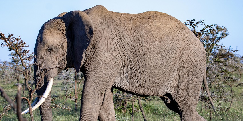 Visiting Kulen Elephant Forest is one of the best things to do in Cambodia with family
